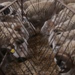 القطيع الوطني للماشية: إحصاء أزيد من 32,8 مليون رأس (وزارة)